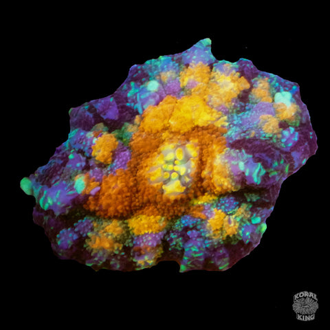 Sunshroom Mushroom- Koral King