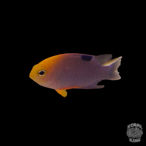 Talbot's Damsel - Koral King