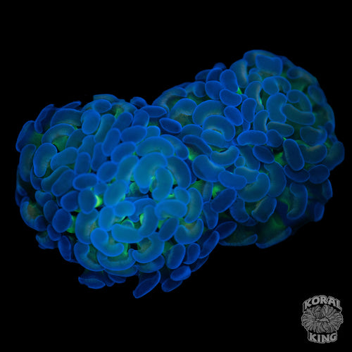 Blue Tip Hammer