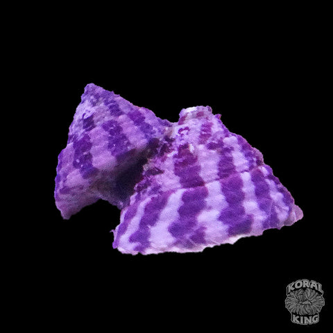 Trochus Snail