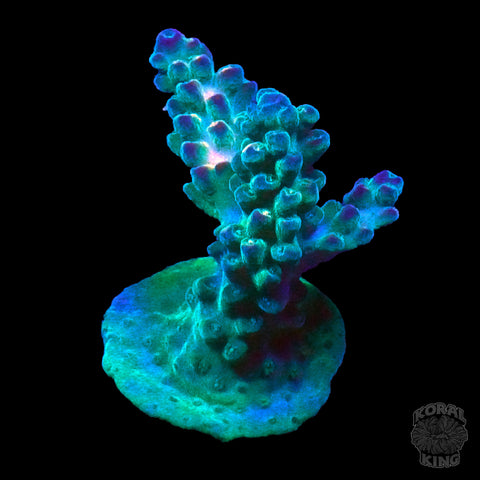 TSA Ice Tort Acropora