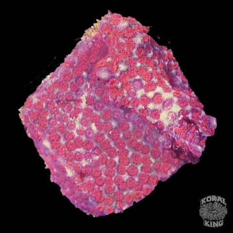 Red Montipora