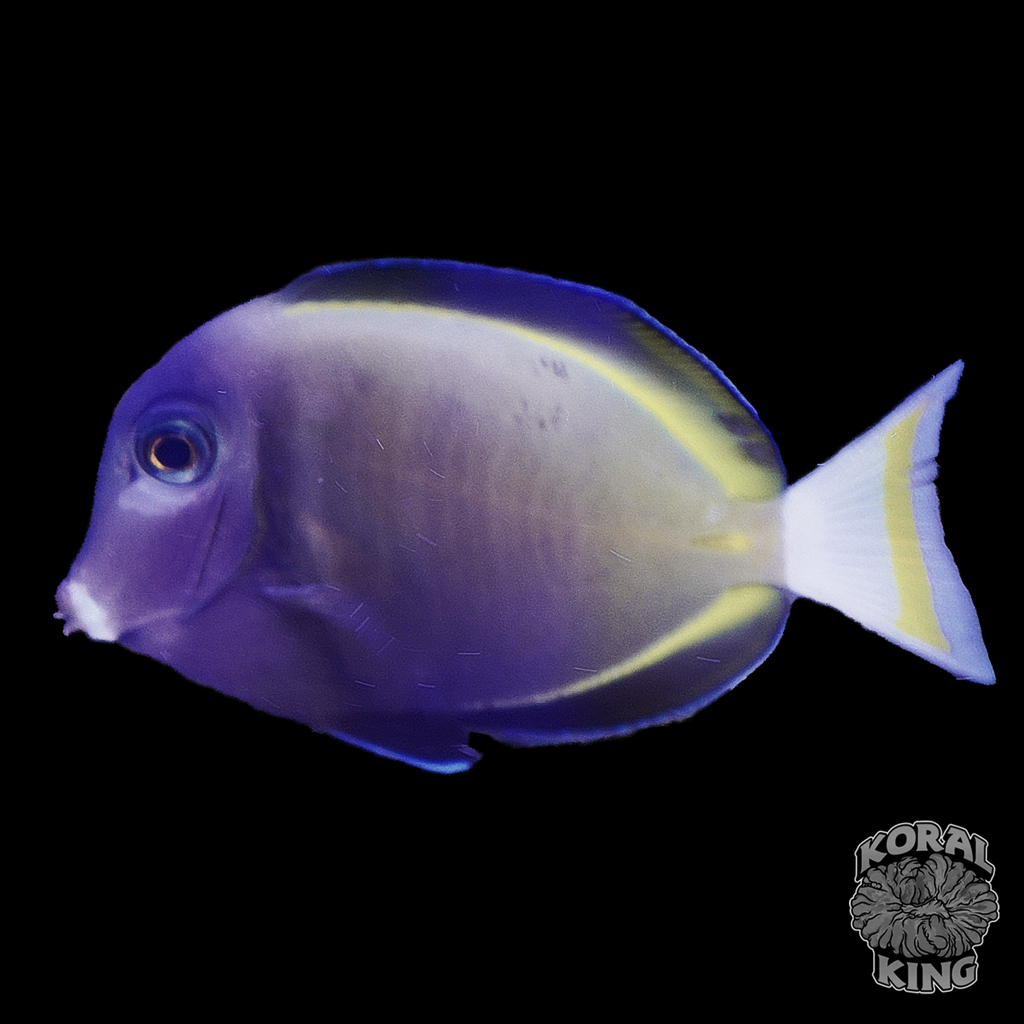 White Cheek Tang
