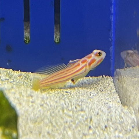 Yasha Goby