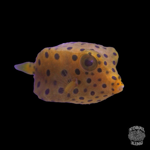 Yellow Boxfish