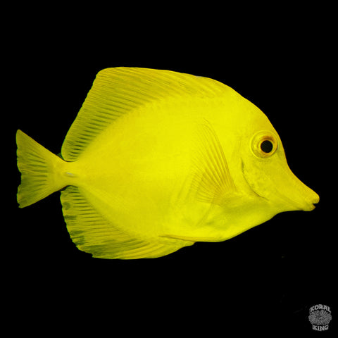 Yellow Tang (Captive Bred)