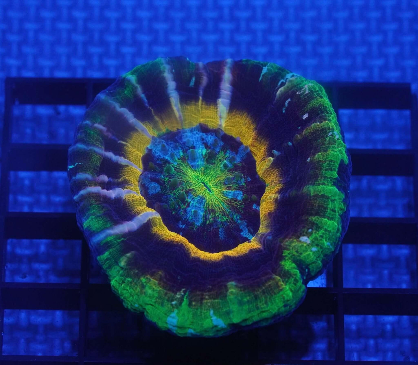 Green Hornet Scoly - Koral King