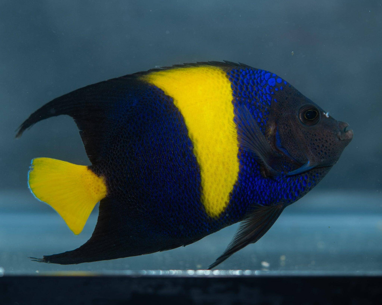 Asfur Angelfish - Koral King