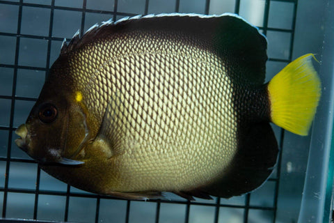 Red Sea Angelfish - Koral King