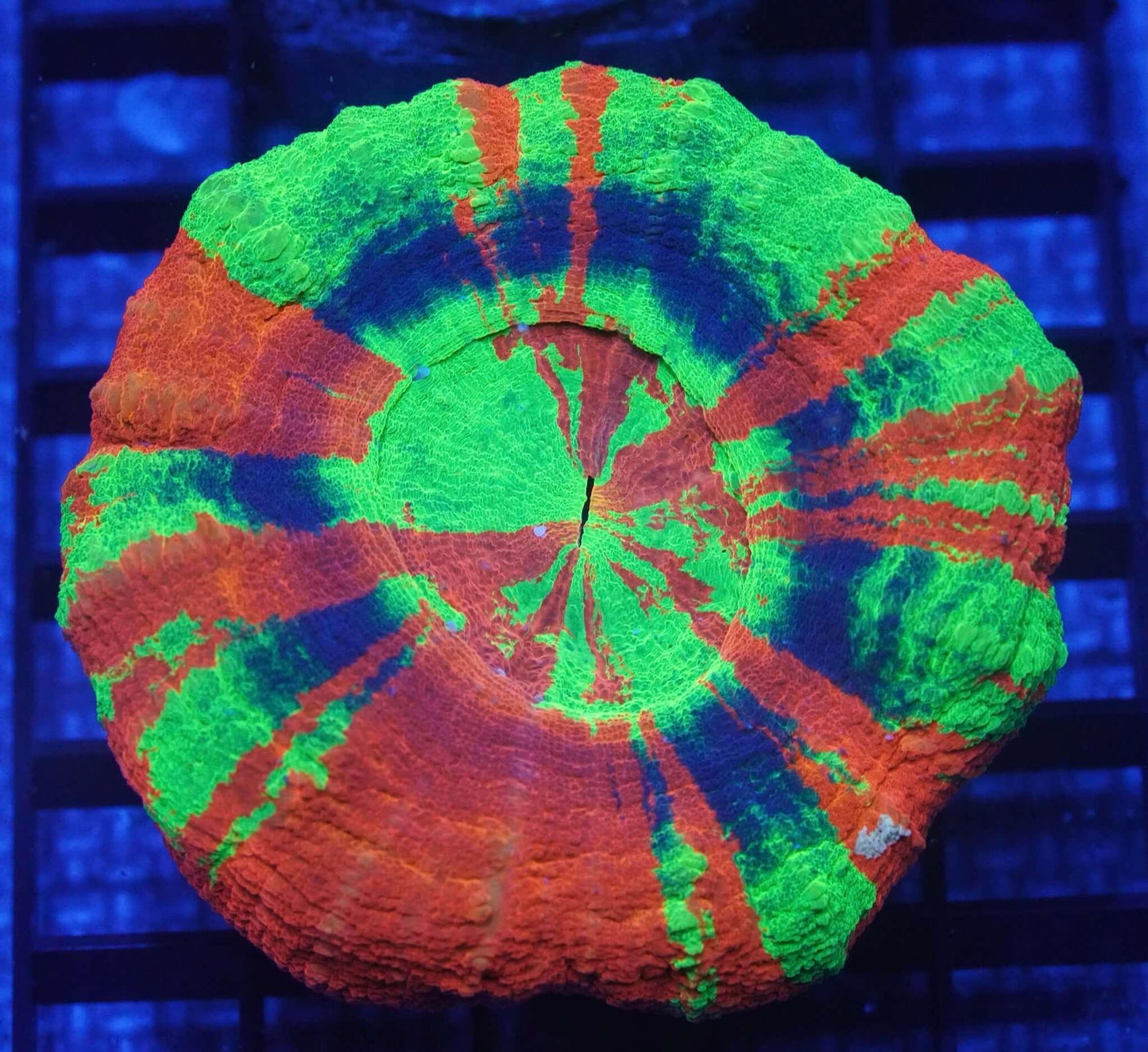 ReefBallz XL Master Scoly - Koral King