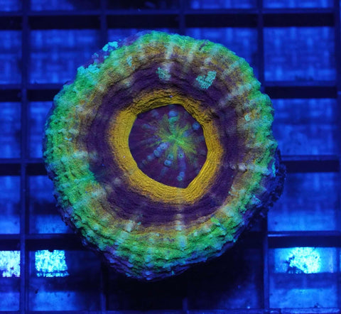 Jungle Fever Scoly - Koral King