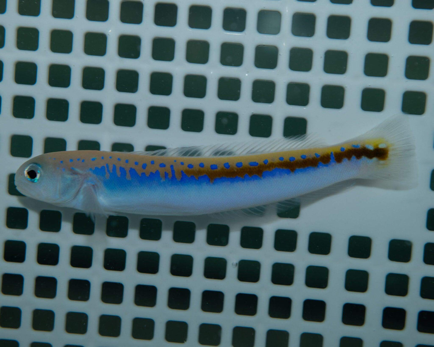 Oreni Tilefish - Koral King