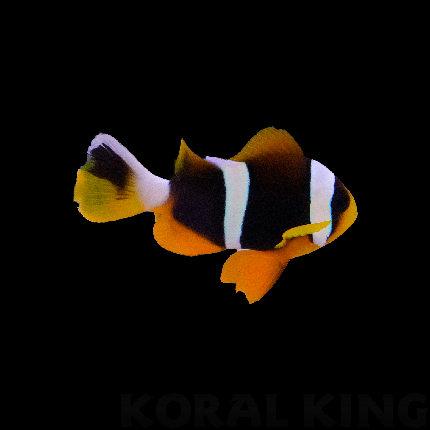 Allardi Clownfish