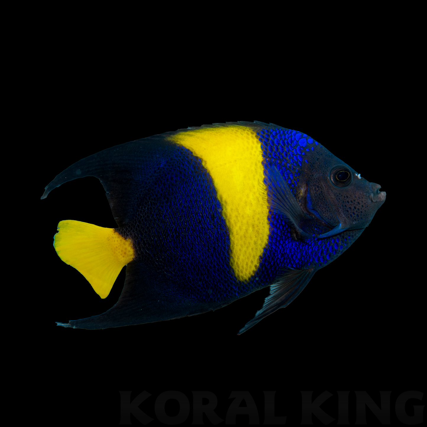 Asfur Angelfish
