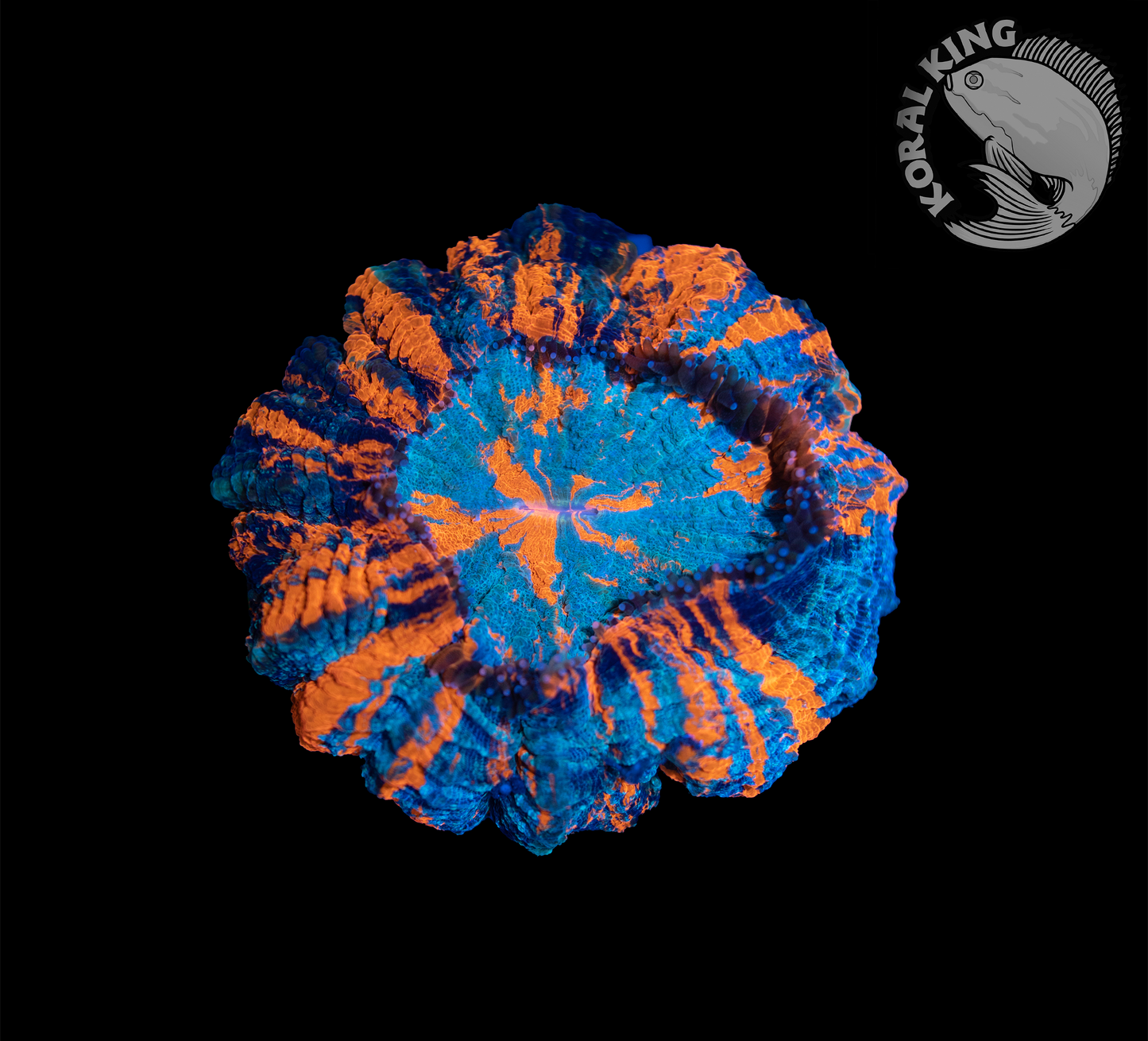 Blue Tone Acantho