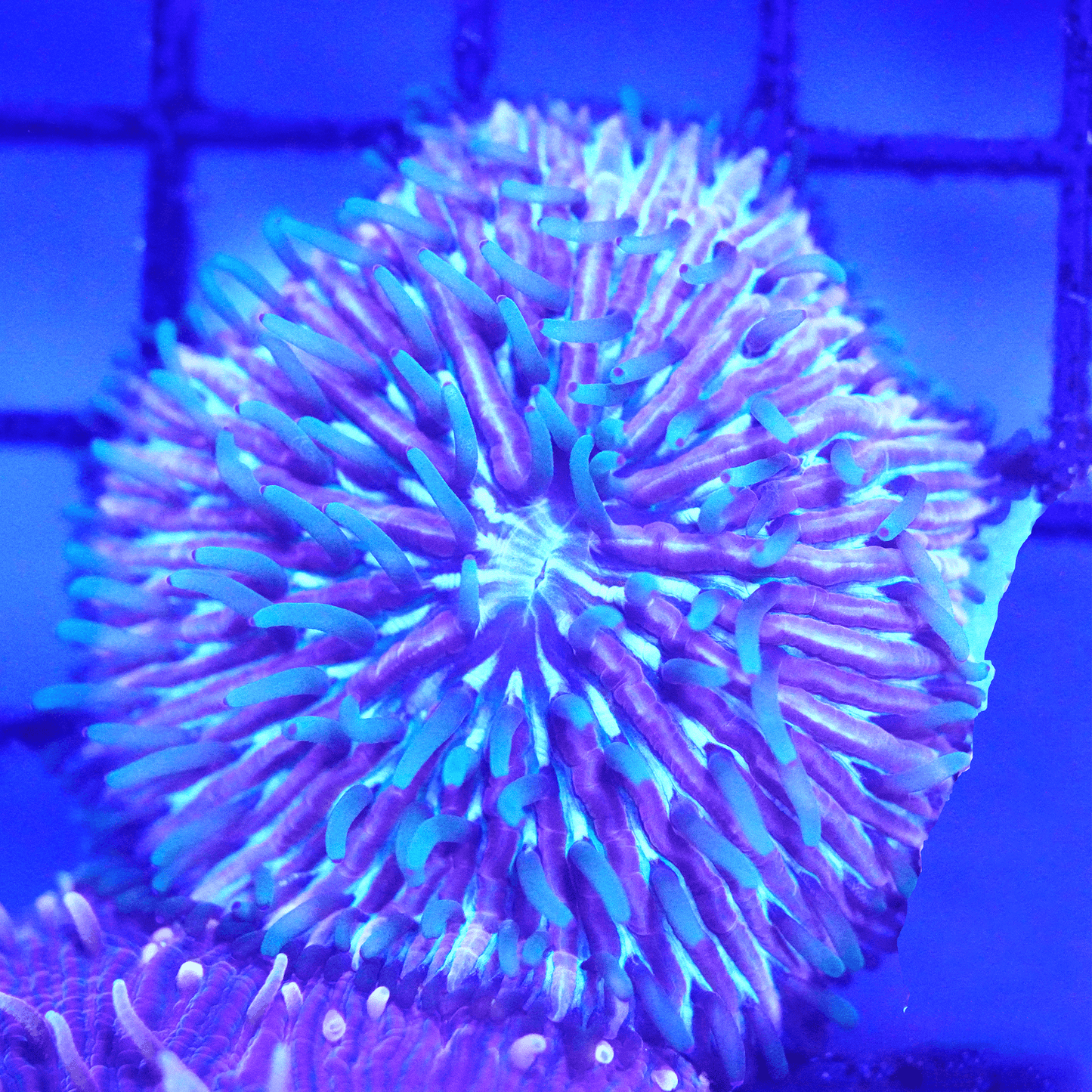 Blue/Purple Plate - Koral King