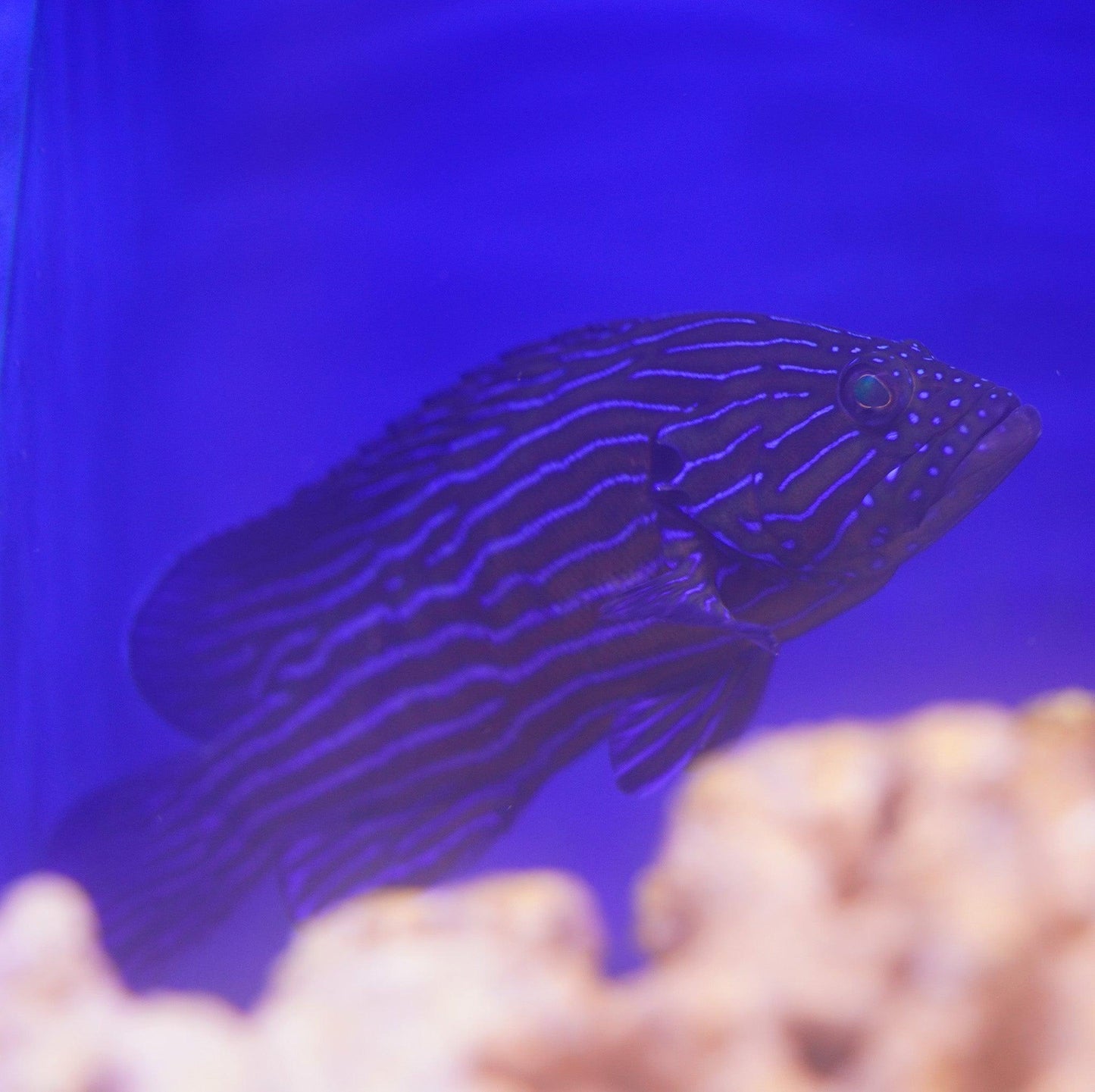 Blue Line Grouper - Koral King