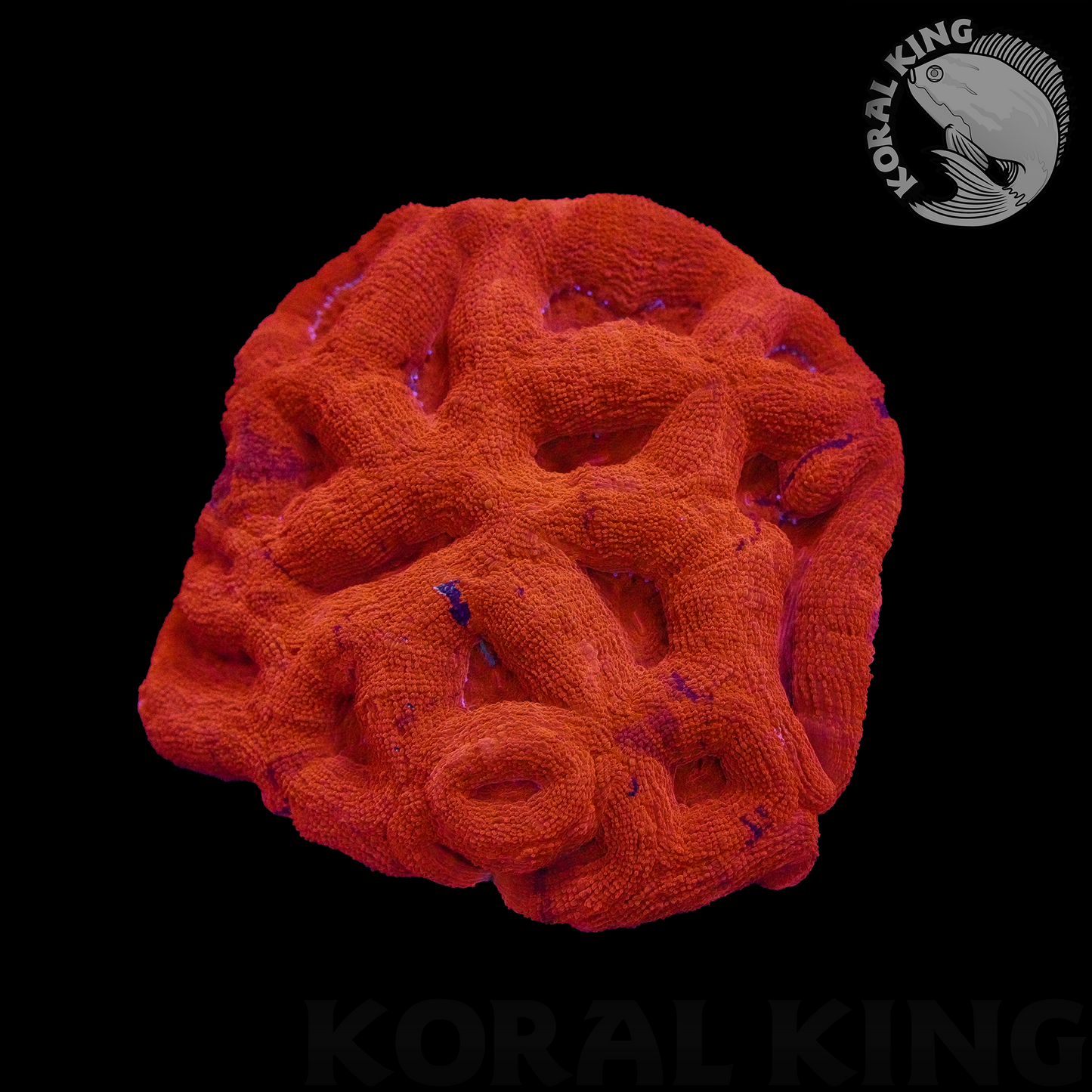 Red Bowerbanki