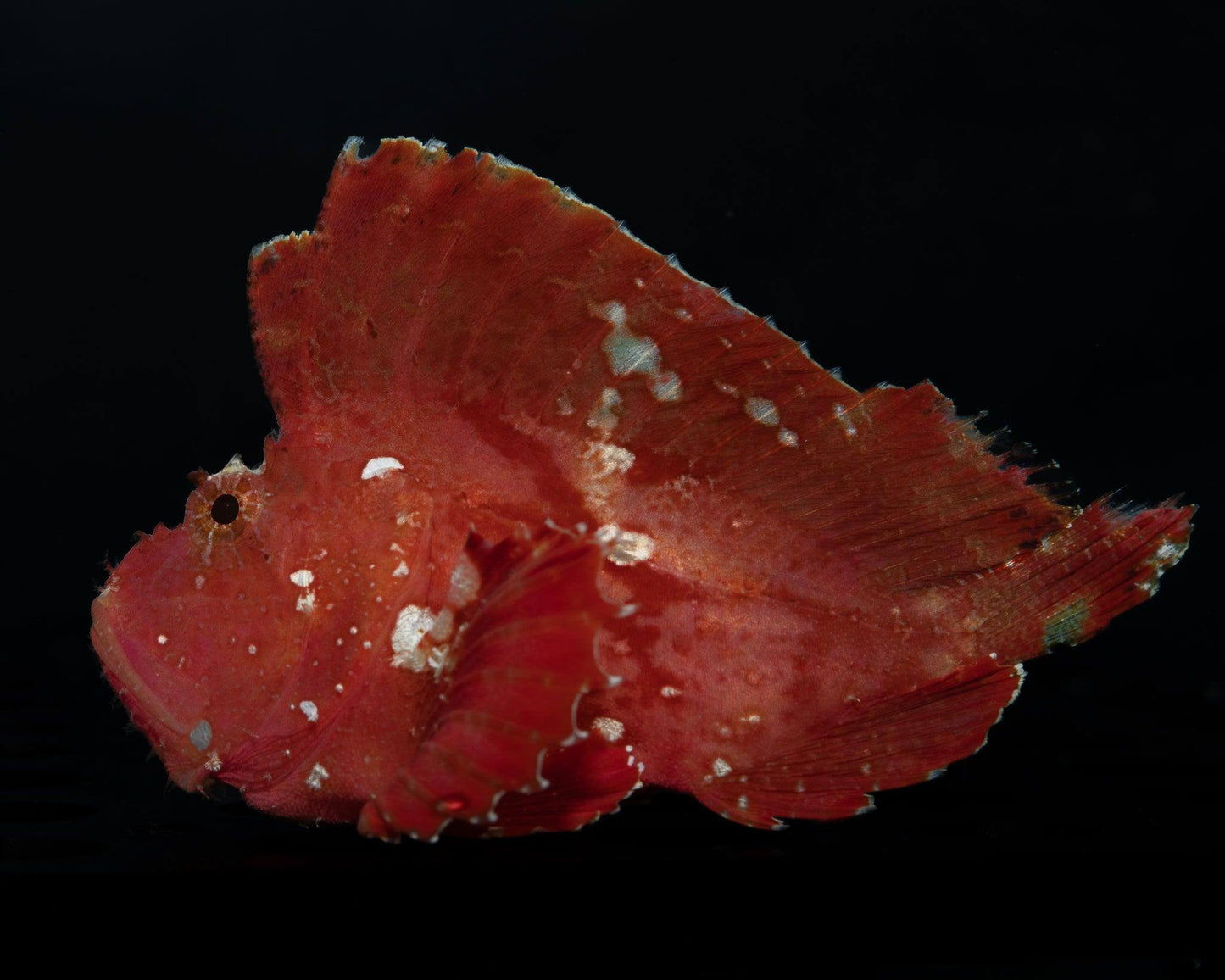 Dragon Fish (Rare) - Koral King