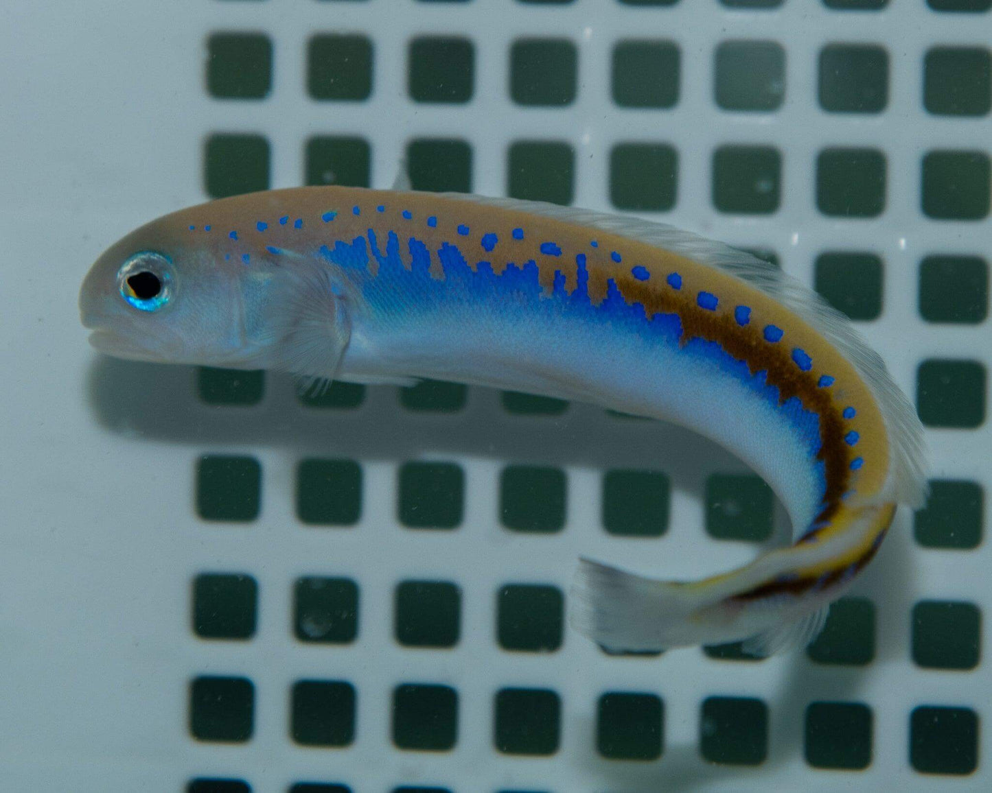 Oreni Tilefish - Koral King