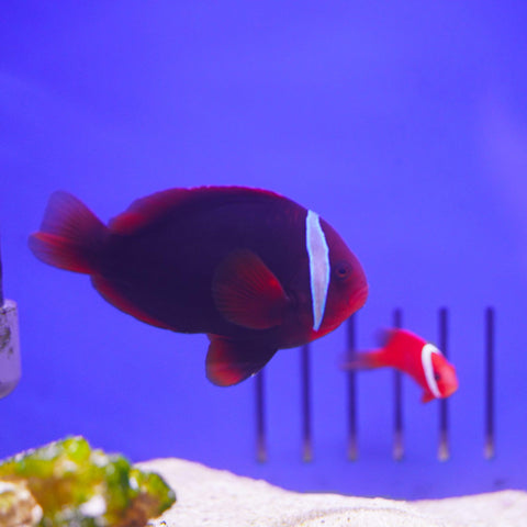 Tomato Clown Pair - Koral King