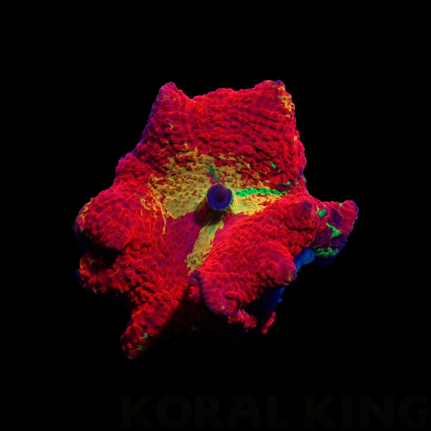 Crazy Purple Monster Mushroom - Koral King