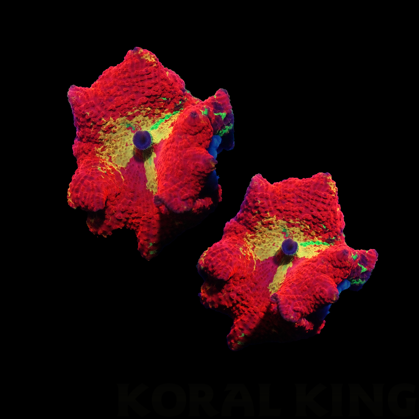 Crazy Purple Monster Mushroom - Koral King