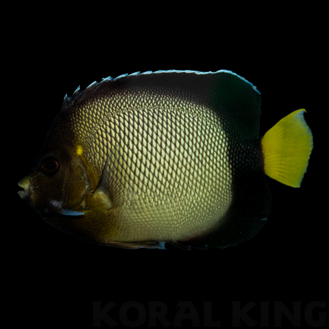 Red Sea Angelfish