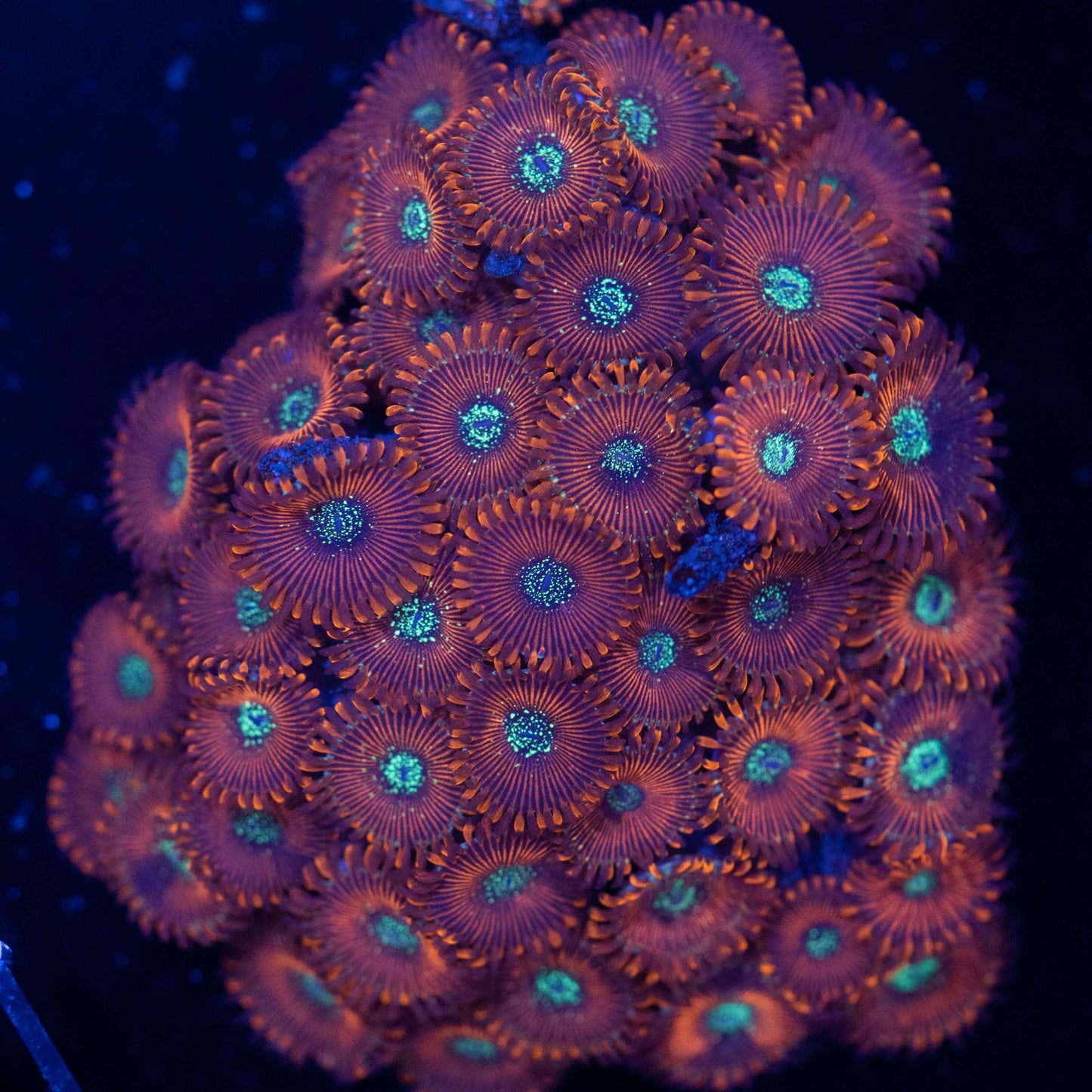 Warlock Zoa Colony - Koral King