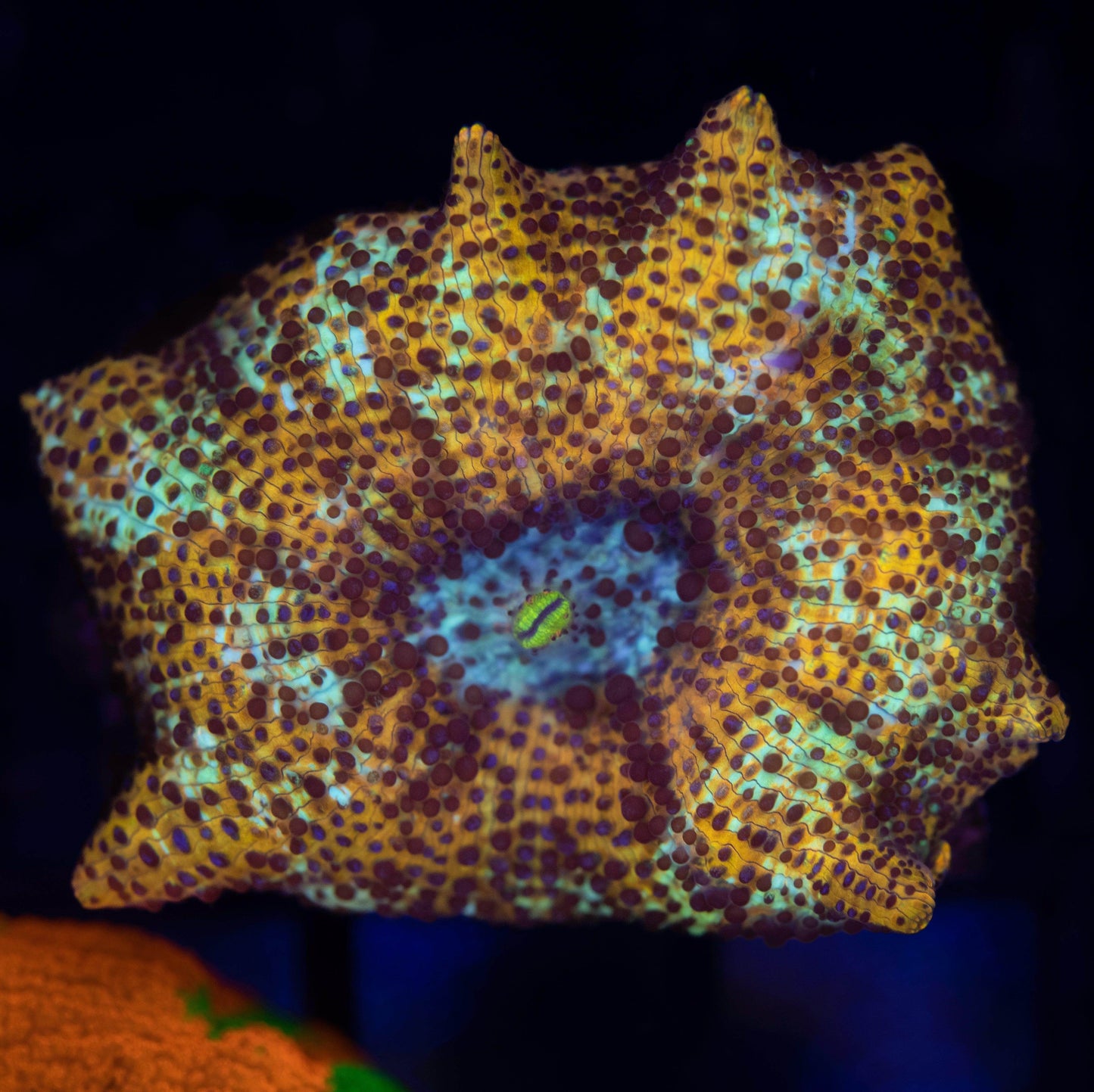 Ultra Leopard Mushroom - Koral King