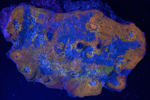 Dark Grail Chalice - Koral King