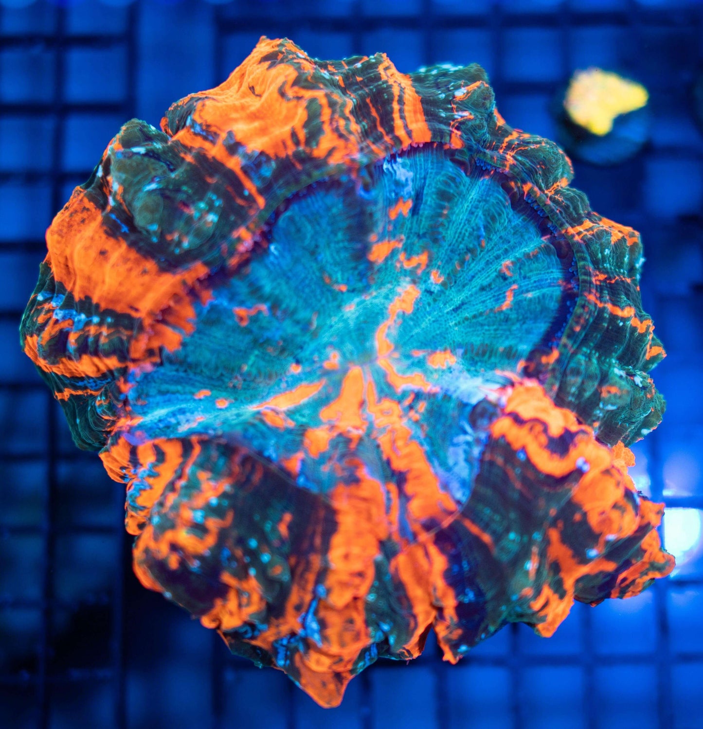 Tsunami Rainbow Acantho - Koral King