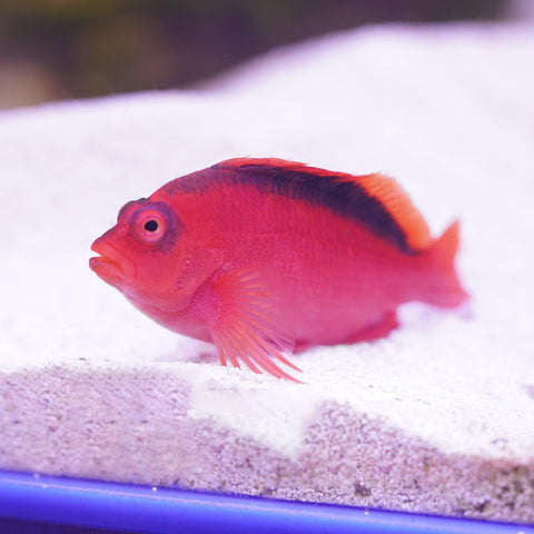 Flame Hawkfish - Koral King