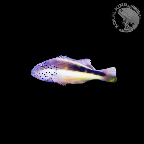 Freckled Hawkfish
