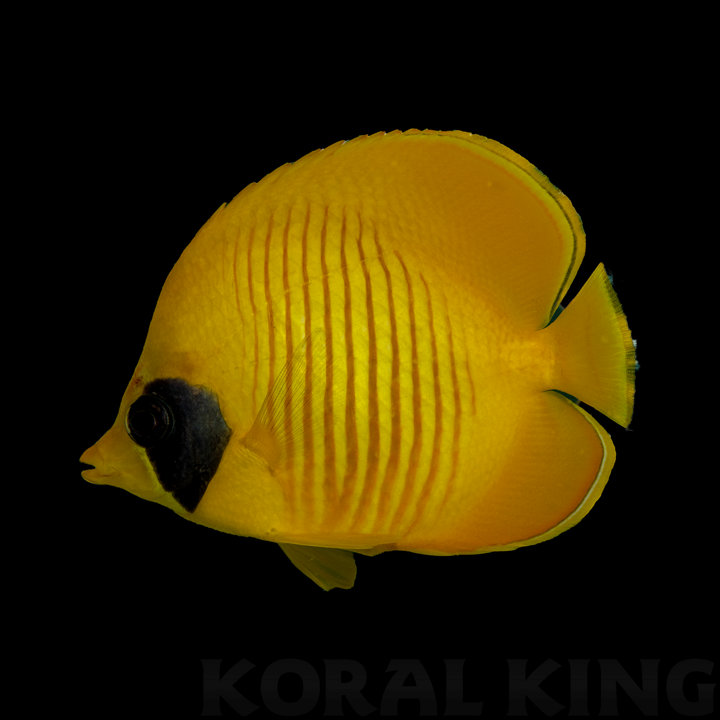 Golden Butterflyfish