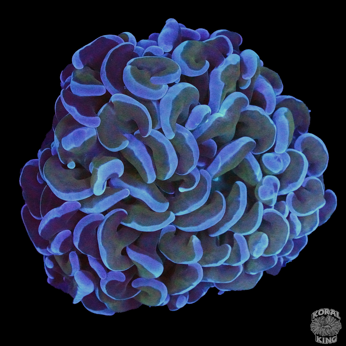 Purple Hammer Frag XL