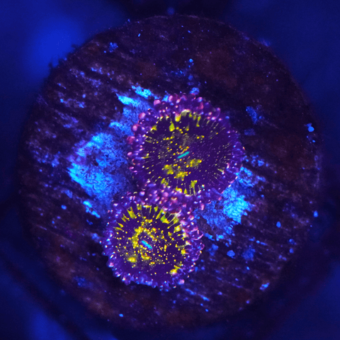 JF Acid Trip Zoa - Koral King
