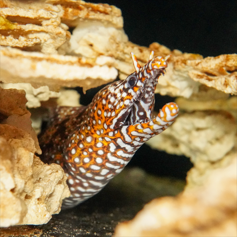 Japanese Dragon Eel