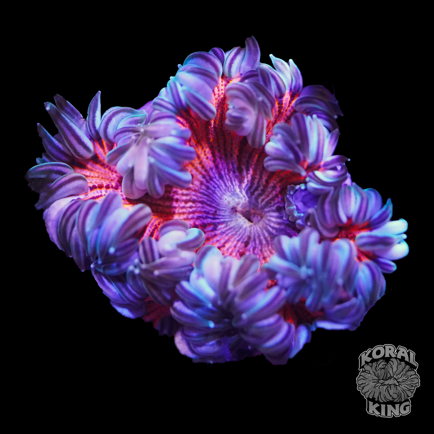 Jasmine Rock Flower