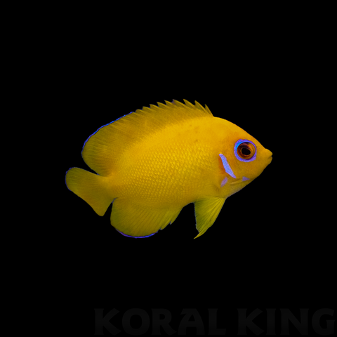 Lemon Peel Angelfish - Koral King