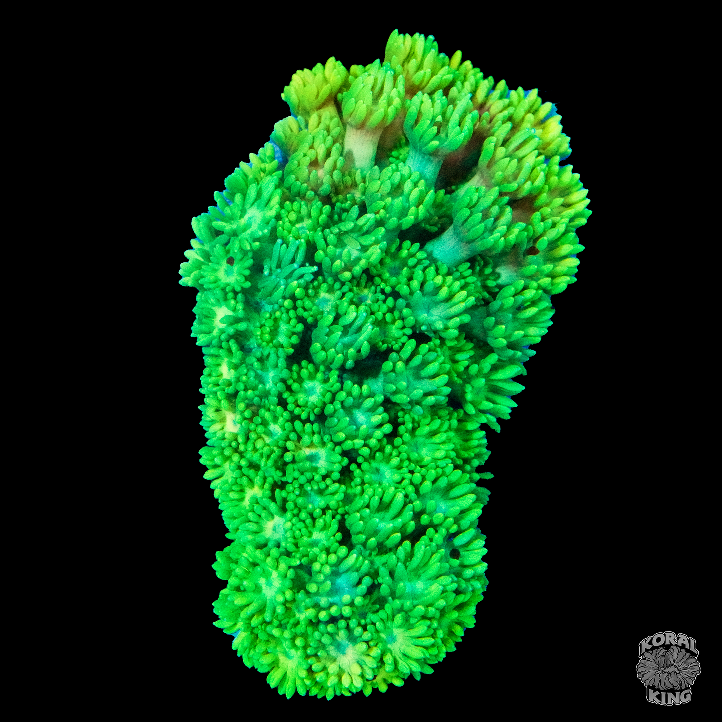 Lime Goni