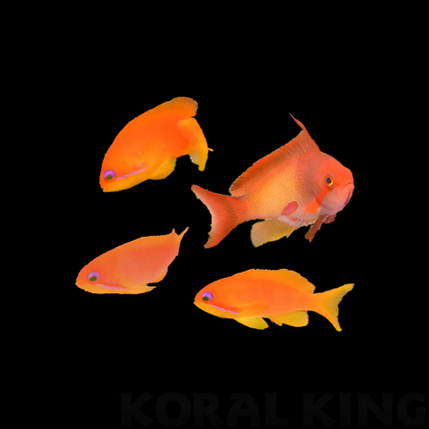 Lyretail Anthias