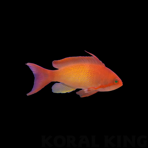 Lyretail Anthias
