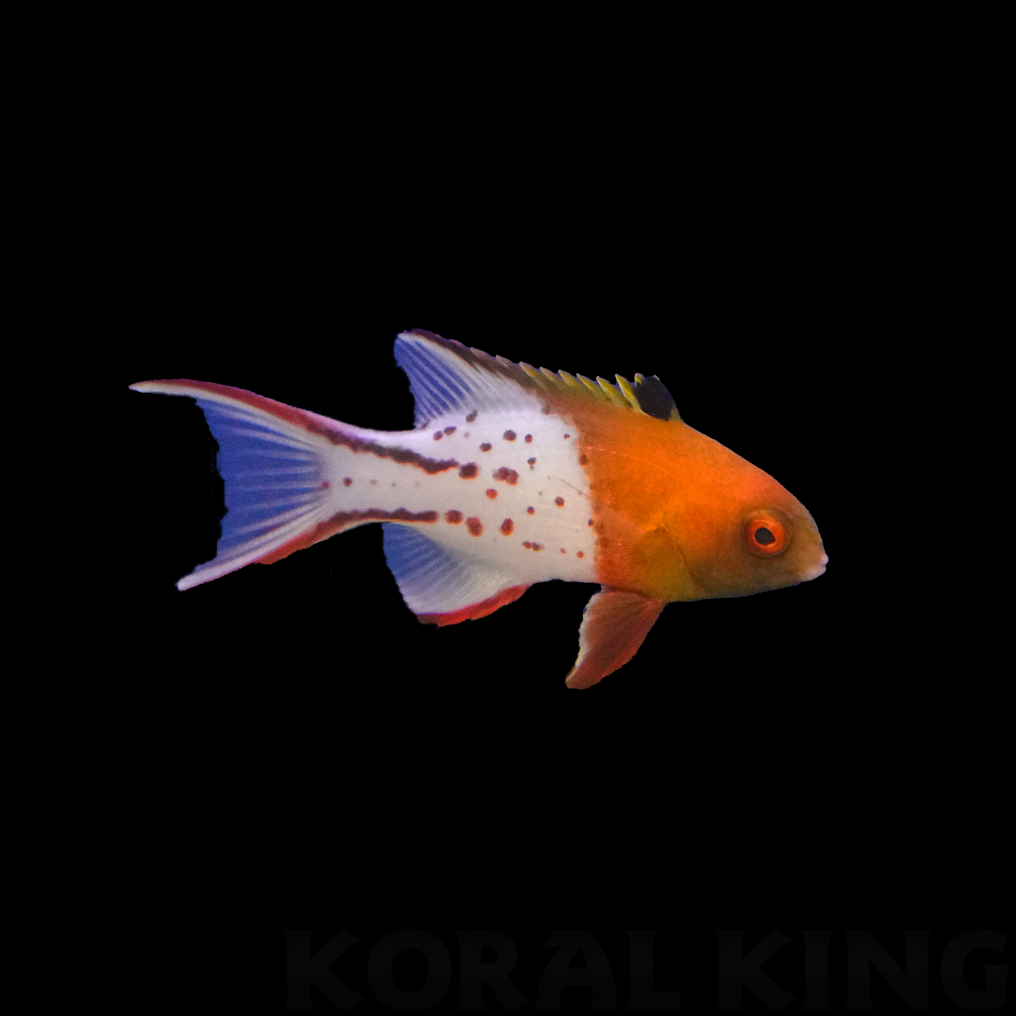 Lyretail Hogfish