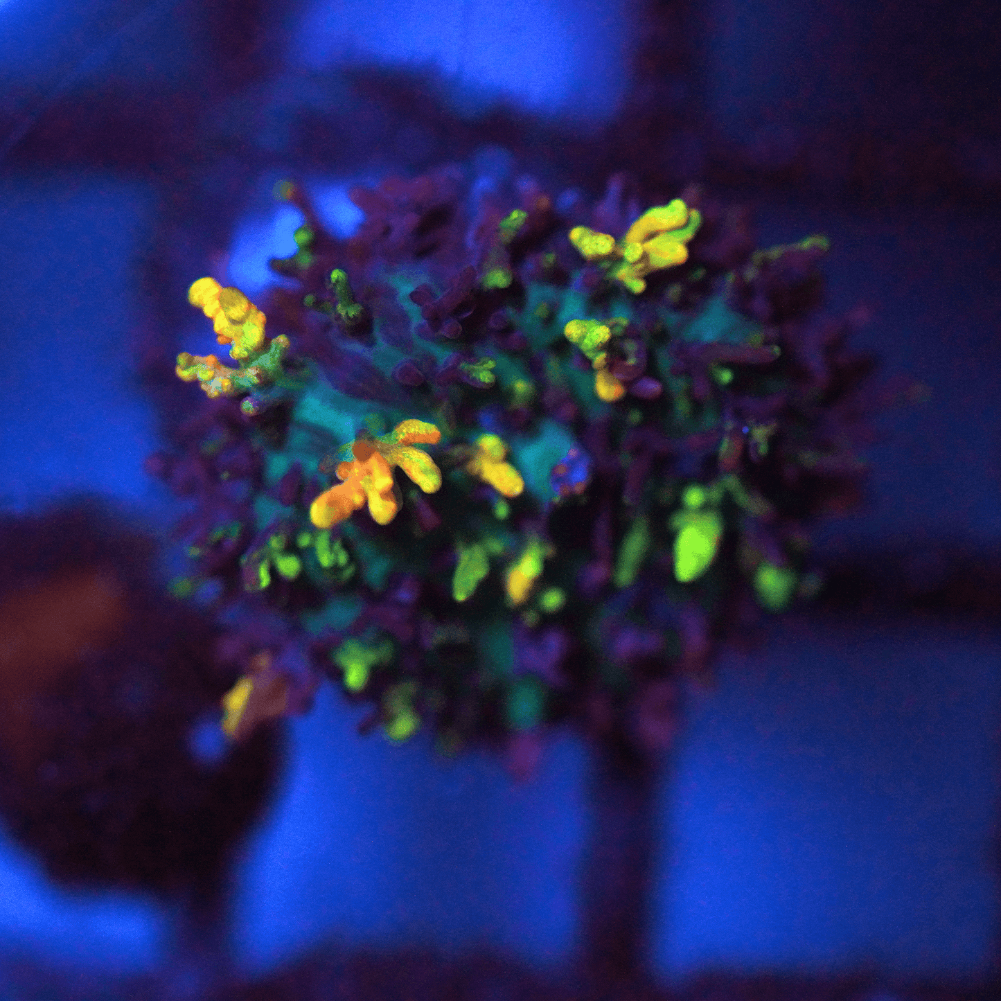 Magic Carpet Mushroom - Koral King