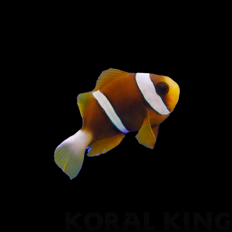Mauritian Clownfish