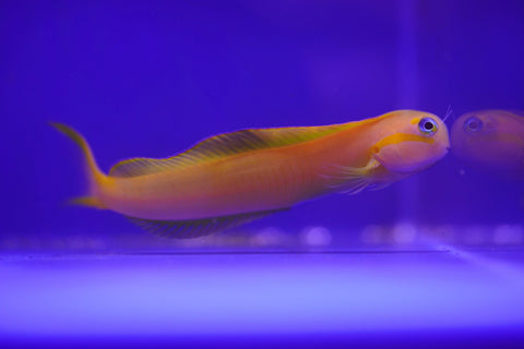 Midas Blenny - Koral King