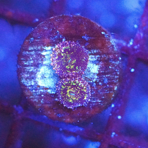 Nirvana Zoa - Koral King