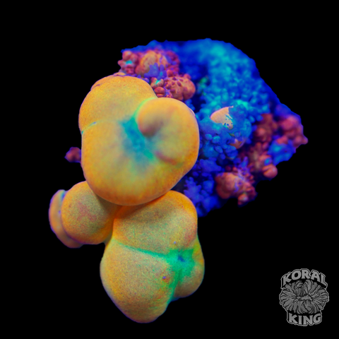 OG Bounce Mushroom - Koral King