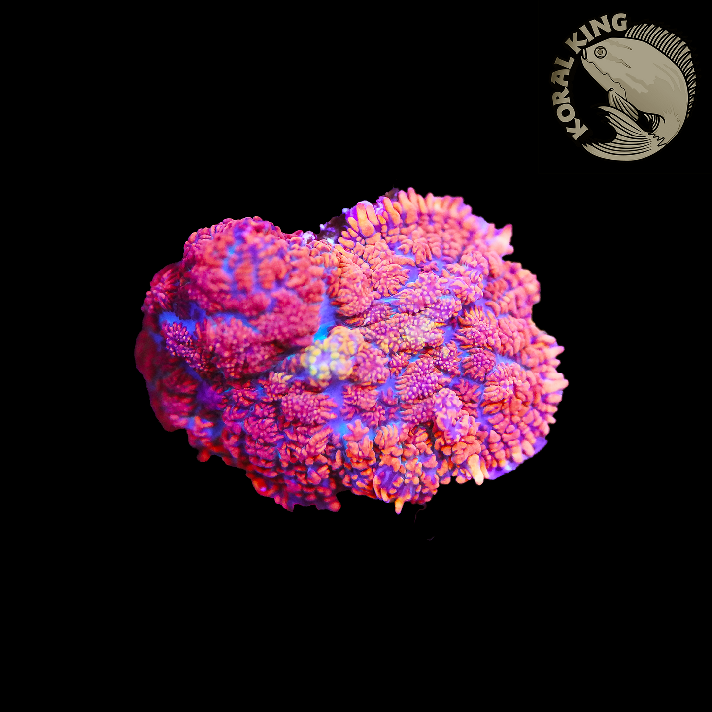 Ultra Orange Rhodactis Mushroom